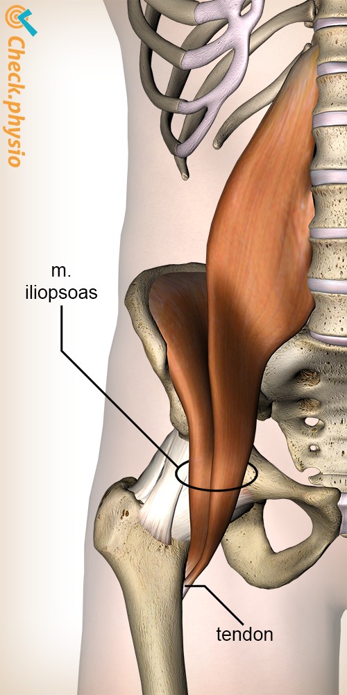 hip iliopsoas psoas major iliacus anatomy