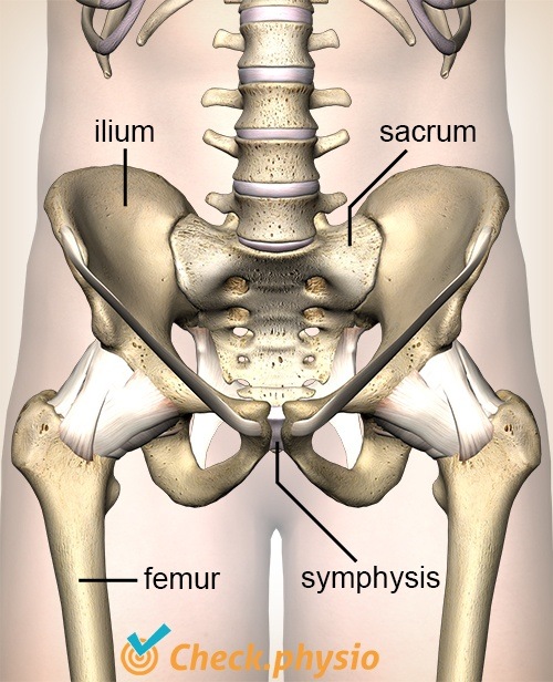 hip SI joint ilium sacrum symphysis pubica femur pelvis