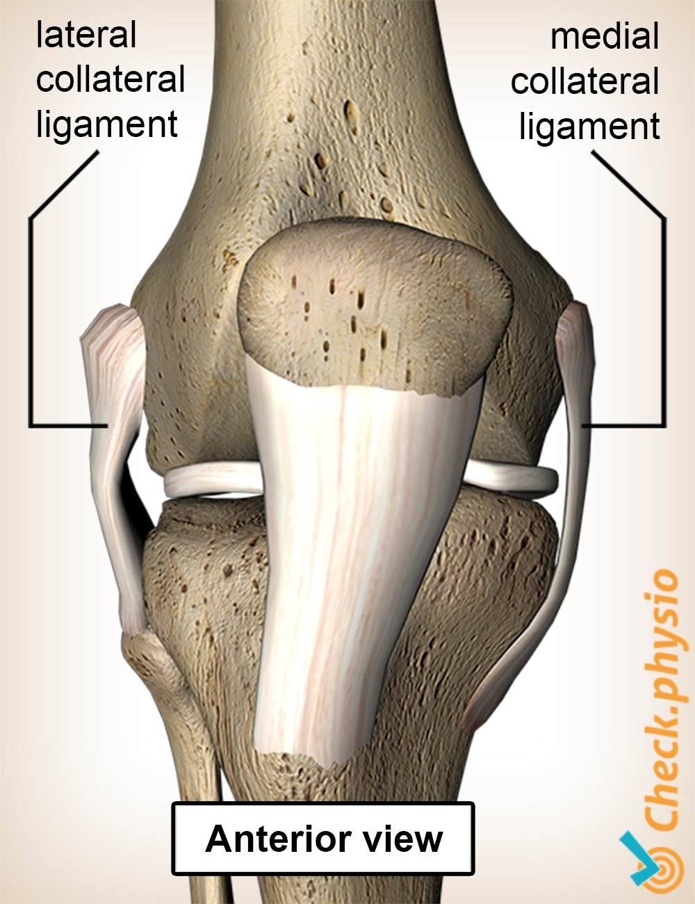 knee ligaments medial lateral knee ligament anterior view
