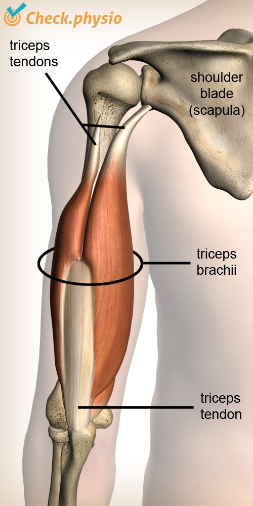 arm triceps muscle tendon shoulder blade scapula elbow