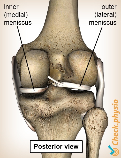knee meniscus back
