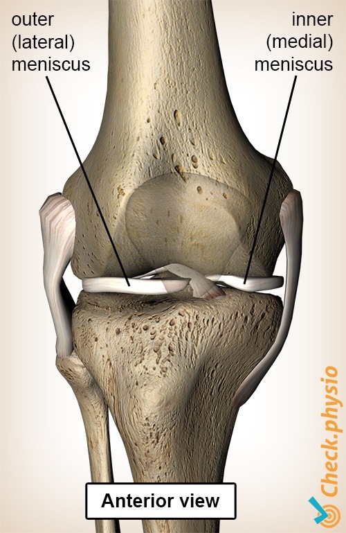 knee meniscus front