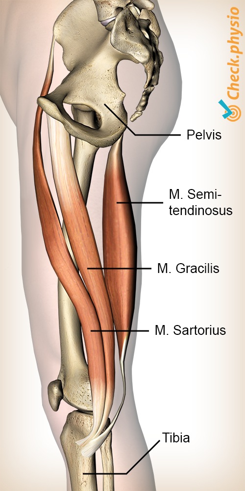 knee pes anserine sartorius gracilis semitendinosus muscles gooses foot