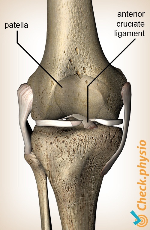 knee anterior cruciate ligament