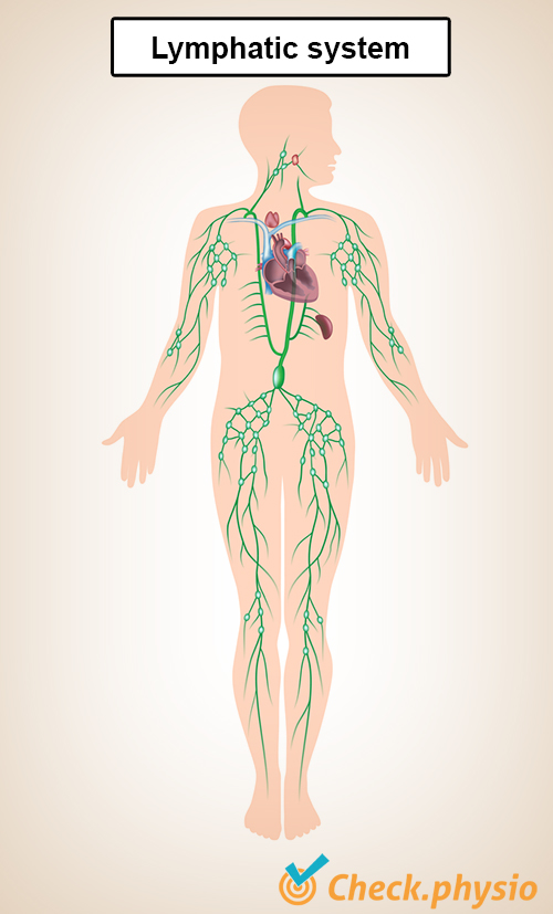 lymphatic system tract vessels heart kidneys