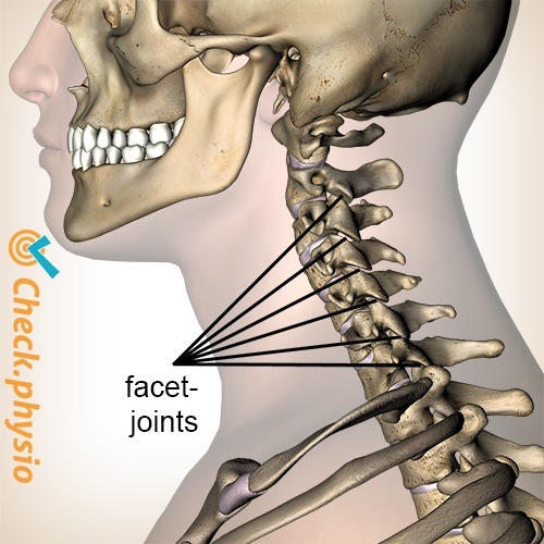 net facet joints lateral view