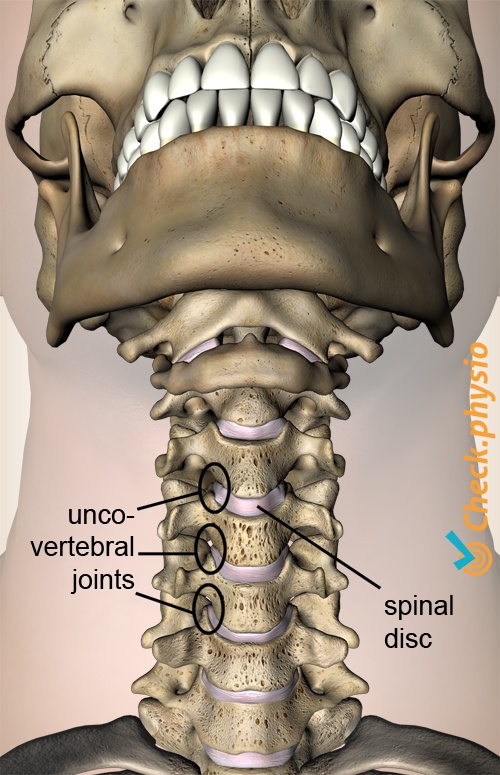 neck uncovertebral joint intervertebral disc anatomy