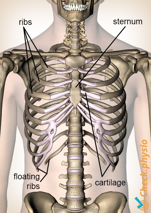 ribs anterior view sternum cartilage floating rib