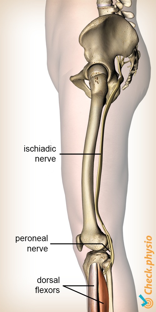 leg origin peroneal tibial ischiadic nerve