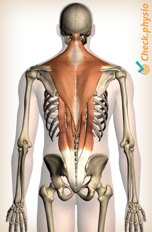 back musculature upper back muscles trapezius erector spinae intercostalis spinalis