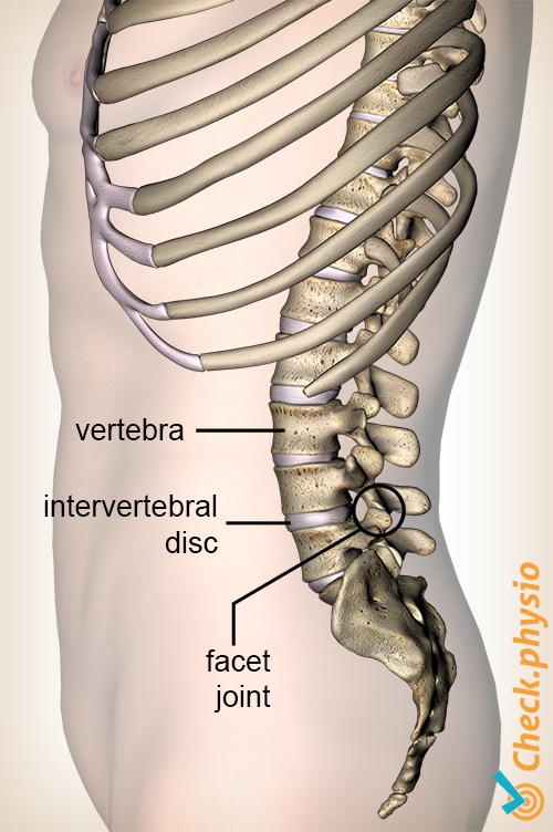 back intervertebral disc joint lumbar facet syndrome