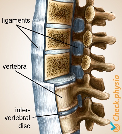 back spinal column spine vertebra ligaments