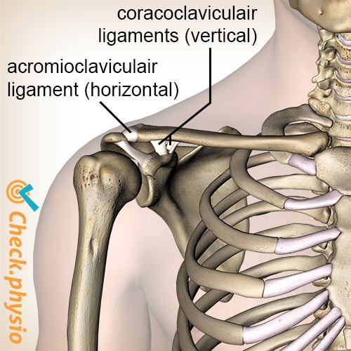 shoulder AC joint acromioclavicular coracoclavicular trapezoid conoid ligament