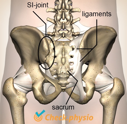 pelvis posterior view capsules SI joint ligaments