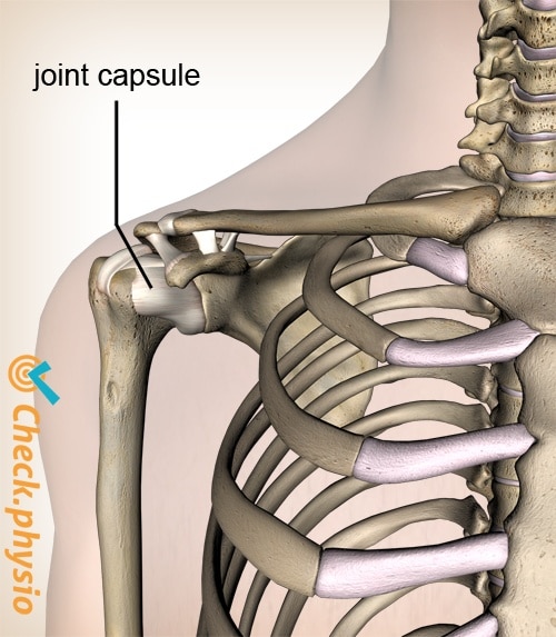 shoulder joint capsule