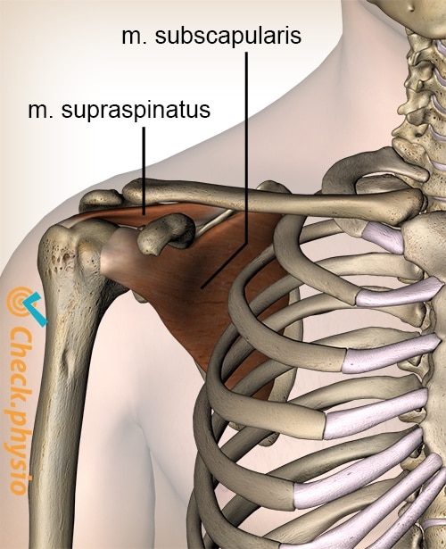 shoulder rotator cuff general