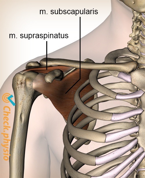 shoulder rotator cuff muscles supraspinatus subscapularis front