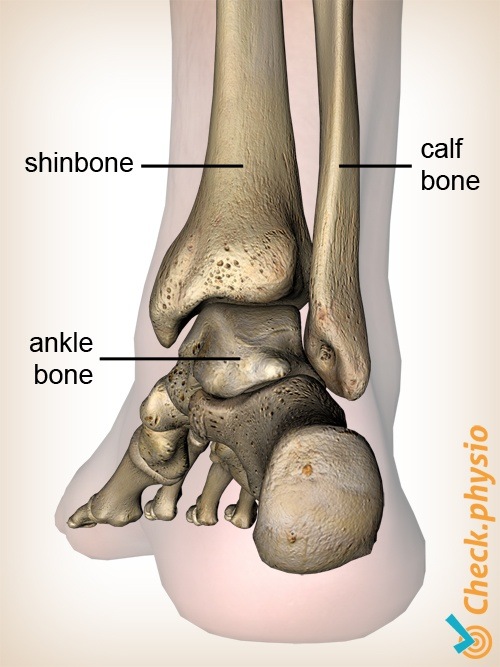foot dorsal fibula tibia shinbone anatomy