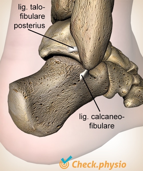 foot ankle lateral ankle ligaments