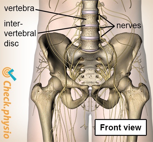 spine spinal column exiting nerve vertebra intervertebral disc