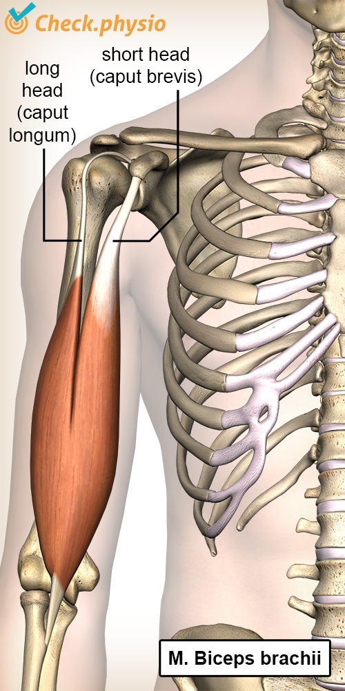upper arm biceps brachii caput longum brevis long head short head anatomy front