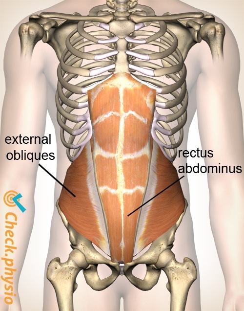 abdomen oblique abdomen muscle straight abdomen muscle