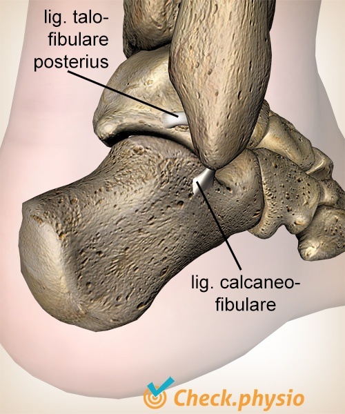 ankle posterior talofibular ligament calcaneofibular ligament calcaneus anatomy back