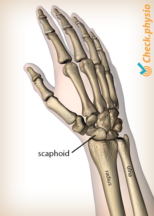 hand scaphoid