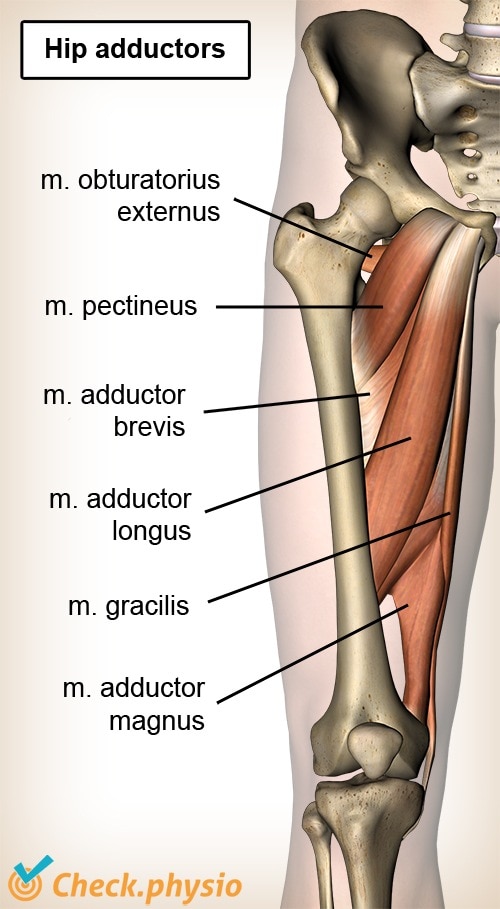 https://www.physiocheck.us/images/artikelen/77/hip-adductors-ventral.jpg