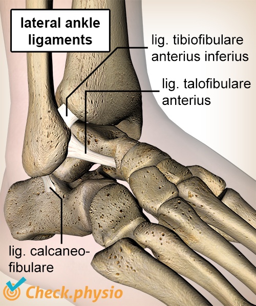 afbeelding_alt_enkel-banden-ligament-talofibulare-calcaneofibulare-tibiofibulare-anatomie
